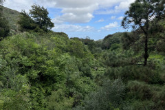 Jardín Botánico Canario Viera y Clavijo, Gran Canaria 40