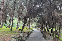 Jardín Botánico Canario Viera y Clavijo, Gran Canaria 42