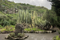 Jardín Botánico Canario Viera y Clavijo, Gran Canaria 45