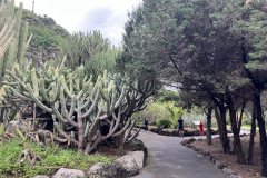 Jardín Botánico Canario Viera y Clavijo, Gran Canaria 46