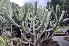 Jardín Botánico Canario Viera y Clavijo, Gran Canaria 47