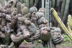 Jardín Botánico Canario Viera y Clavijo, Gran Canaria 48