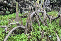 Jardín Botánico Canario Viera y Clavijo, Gran Canaria 49