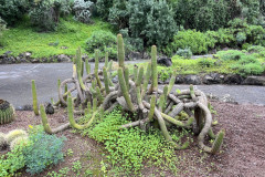 Jardín Botánico Canario Viera y Clavijo, Gran Canaria 50