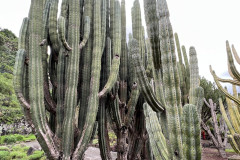 Jardín Botánico Canario Viera y Clavijo, Gran Canaria 51