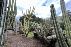 Jardín Botánico Canario Viera y Clavijo, Gran Canaria 52