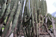 Jardín Botánico Canario Viera y Clavijo, Gran Canaria 53