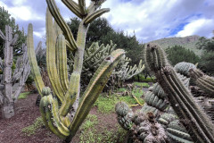 Jardín Botánico Canario Viera y Clavijo, Gran Canaria 54