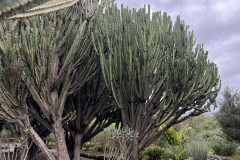 Jardín Botánico Canario Viera y Clavijo, Gran Canaria 55