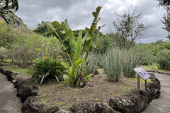 Jardín Botánico Canario Viera y Clavijo, Gran Canaria 56