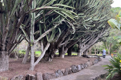 Jardín Botánico Canario Viera y Clavijo, Gran Canaria 57