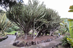 Jardín Botánico Canario Viera y Clavijo, Gran Canaria 58