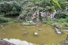 Jardín Botánico Canario Viera y Clavijo, Gran Canaria 71