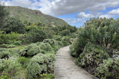 Jardín Botánico Canario Viera y Clavijo, Gran Canaria 78