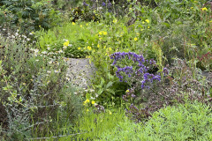 Jardín Botánico Canario Viera y Clavijo, Gran Canaria 83