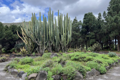 Jardín Botánico Canario Viera y Clavijo, Gran Canaria 92