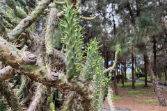 Jardín Botánico Canario Viera y Clavijo, Gran Canaria 94