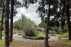 Jardín Botánico Canario Viera y Clavijo, Gran Canaria 95