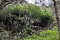 Jardín Botánico Canario Viera y Clavijo, Gran Canaria 96