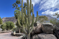 Cactualdea Park, Gran Canaria 09