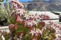 Cactualdea Park, Gran Canaria 12