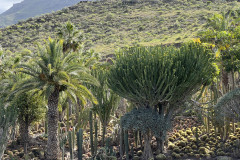 Cactualdea Park, Gran Canaria 83
