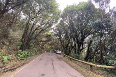 Camino Viejo al Pico del Inglés, Tenerife 96