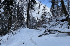 Cascada Urlatoarea Iarna  37