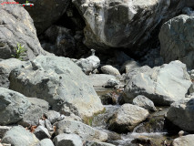 Cascada Xiropotamos, Samothraki, Grecia 15