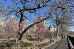 Central Park, New York 125