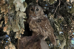 Centrul Muzeal Ecoturistic Delta Dunării 19