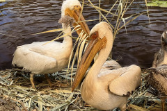 Centrul Muzeal Ecoturistic Delta Dunării 41