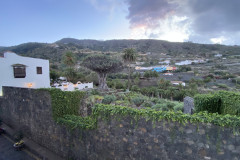 Drago de Icod de los Vinos, Tenerife 11