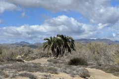 Dunele din Maspalomas, Gran Canaria 112