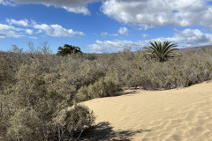 Dunele din Maspalomas, Gran Canaria 114