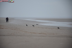 Formby Beach Anglia 90