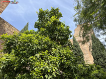 Fortăreață Alcazaba din Malaga 114