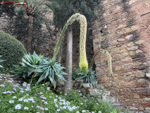 Fortăreață Alcazaba din Malaga 51