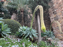 Fortăreață Alcazaba din Malaga 54