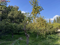 Grădina Botanică La Concepción din Malaga 19