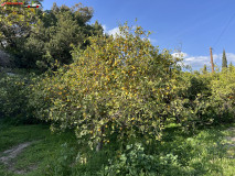 Grădina Botanică La Concepción din Malaga 20