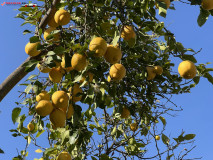 Grădina Botanică La Concepción din Malaga 25