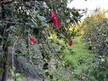 Grădina Botanică La Concepción din Malaga 27