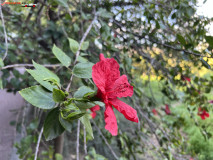 Grădina Botanică La Concepción din Malaga 28