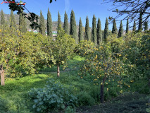 Grădina Botanică La Concepción din Malaga 38