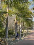 Grădina Botanică La Concepción din Malaga 74