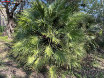 Grădina Botanică La Concepción din Malaga 84