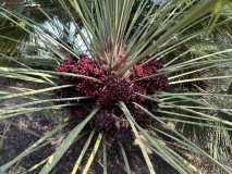 Grădina Botanică La Concepción din Malaga 85