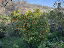 Grădina Botanică La Concepción din Malaga 94