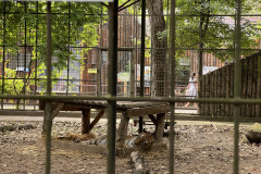 Grădina Zoologică Bucureşti 10